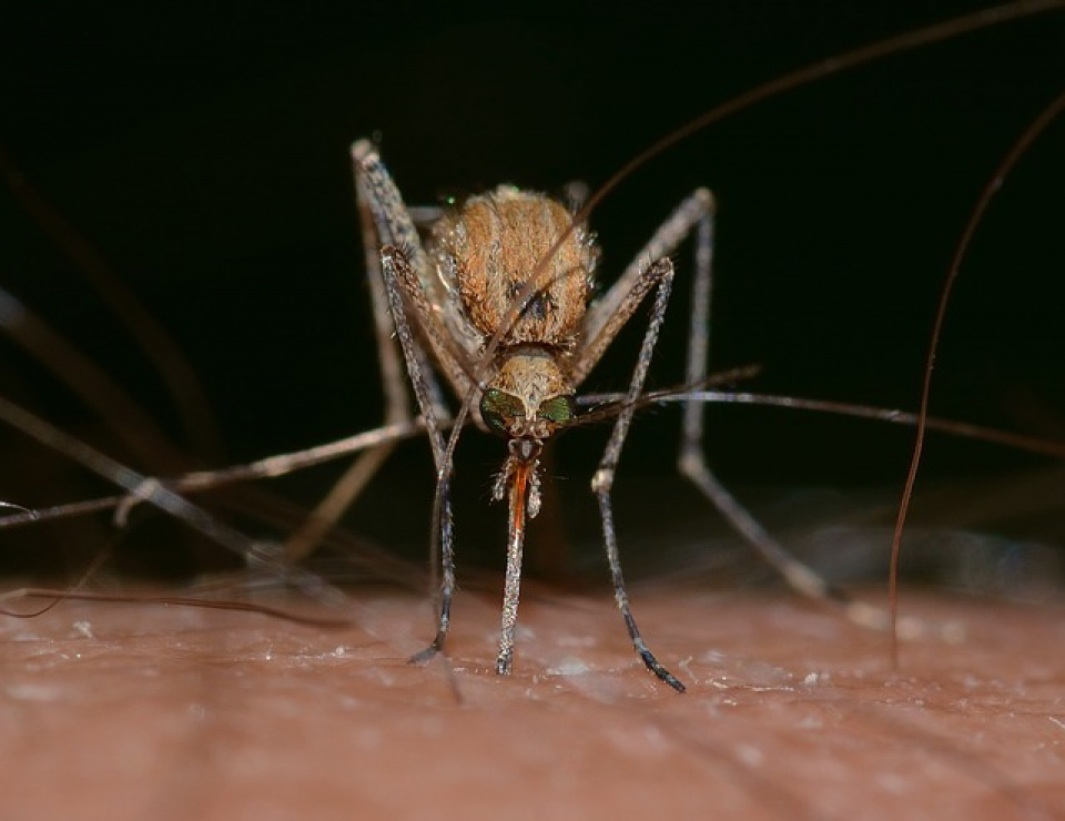 Țânțarii transmit diferite boli, inclusiv virusul West Nile