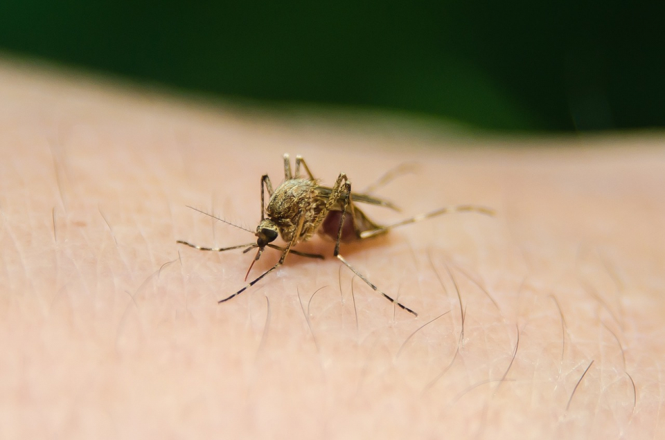 O anumită specie de țânțar transmite malaria
