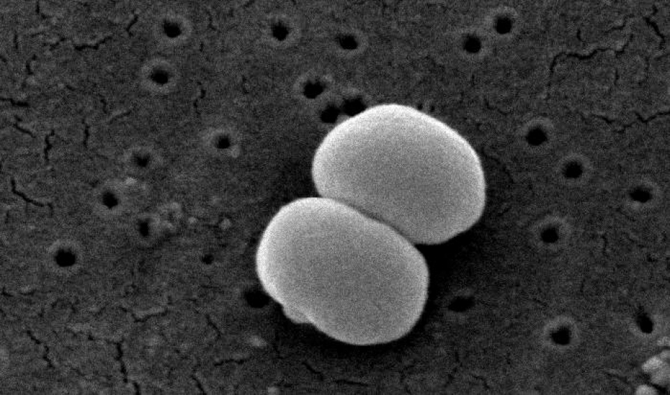 Staphylococcus epidermidis - bacterie de temut. Se propagă pe nevăzute în spitale
