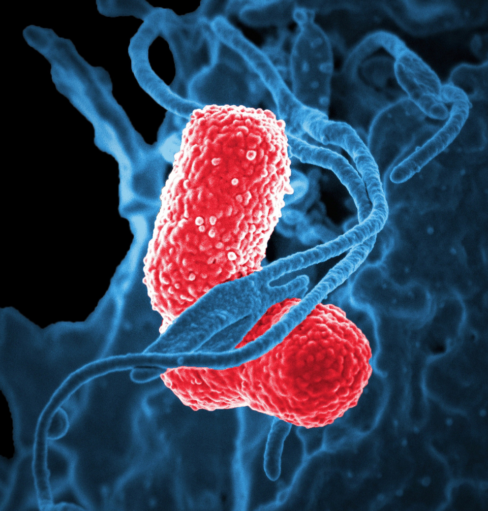 Bacterii intestinale 