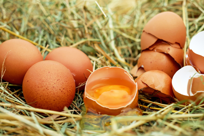Ouăle contaminate sunt extrem de periculoase pentru sănătate