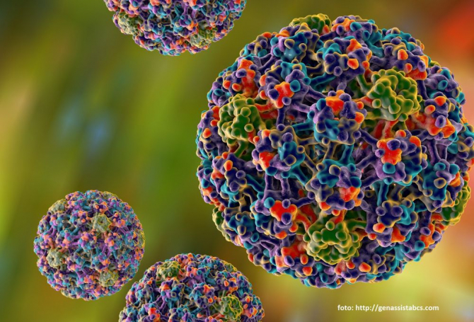 virusul papilomavirus uman poate