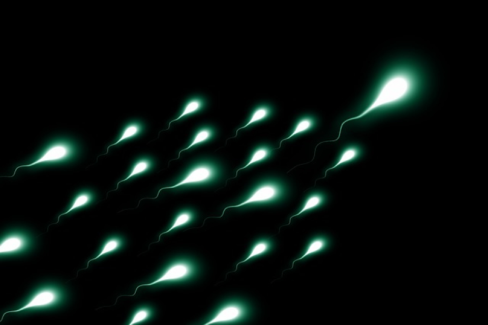 Mecanismului de producere a spermei ar putea fi soluția infertilității