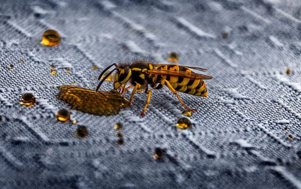 Veninul periculos de viespe a fost convertit într-un antibiotic eficient