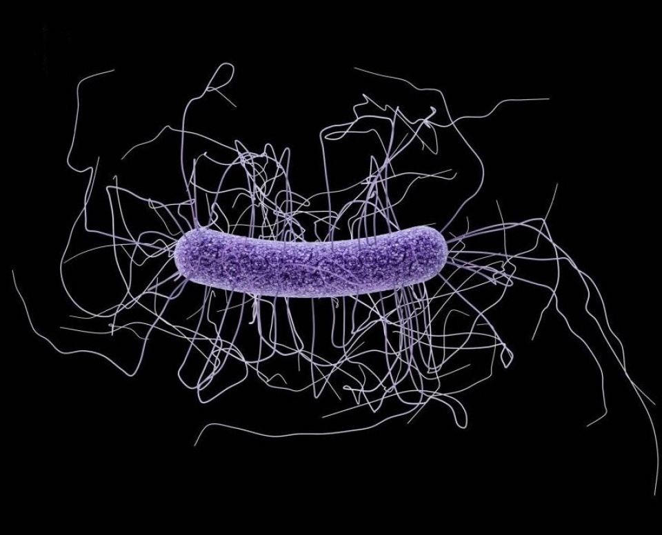Clostridium difficile. FOTO: CDC / James Arche