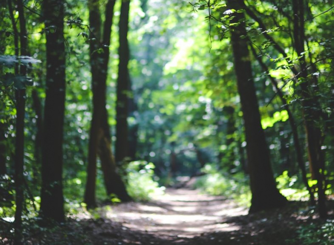 Plimbările prin zone verzi vă ajută să vă fiți mai calmi  FOTO: pexels.com