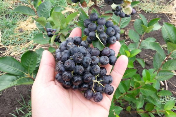 Fructele aronia par a fi cele mai bogate în antioxidanți   Foto: agrointel.ro