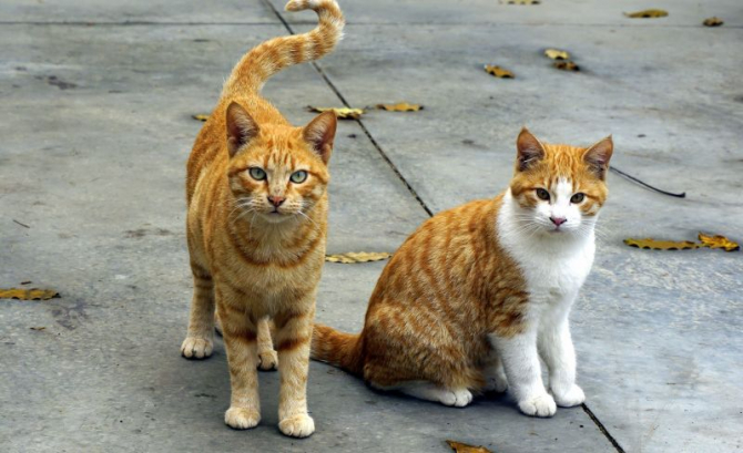 Alergii, factori declanșatori. Pisicile pot provoca alergii   FOTO: pexels.com