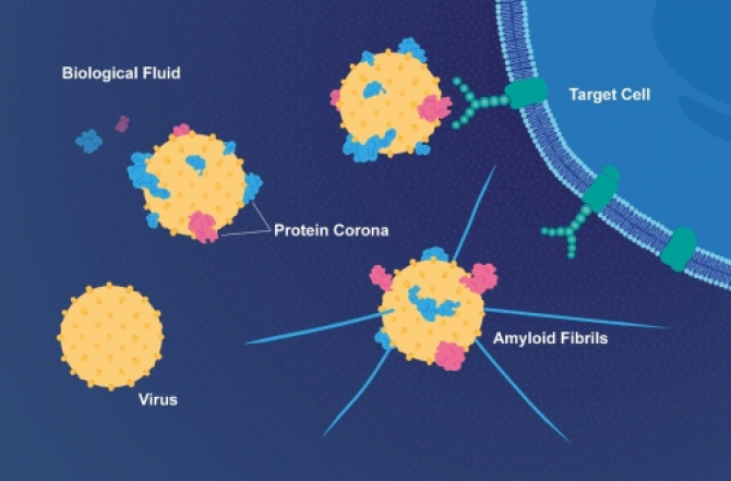 Virușii se protejează cu proteine de la gazdă și devin mai virulente    Foto: E. Wikander/Azote/Stockholm University.