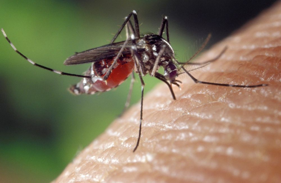 Infectie transmisă de țânțari