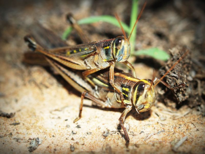 Insectele și arahnidele conțin antioxidanți, susțin cercetătorii  FOTO: pexels.com