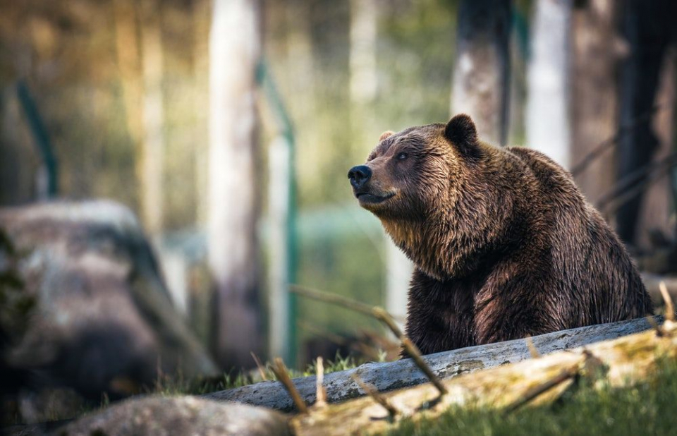 După ce i-a atacat pe copii, ursul a dispărut în pădure