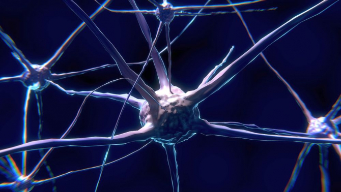 Neuroni  creier