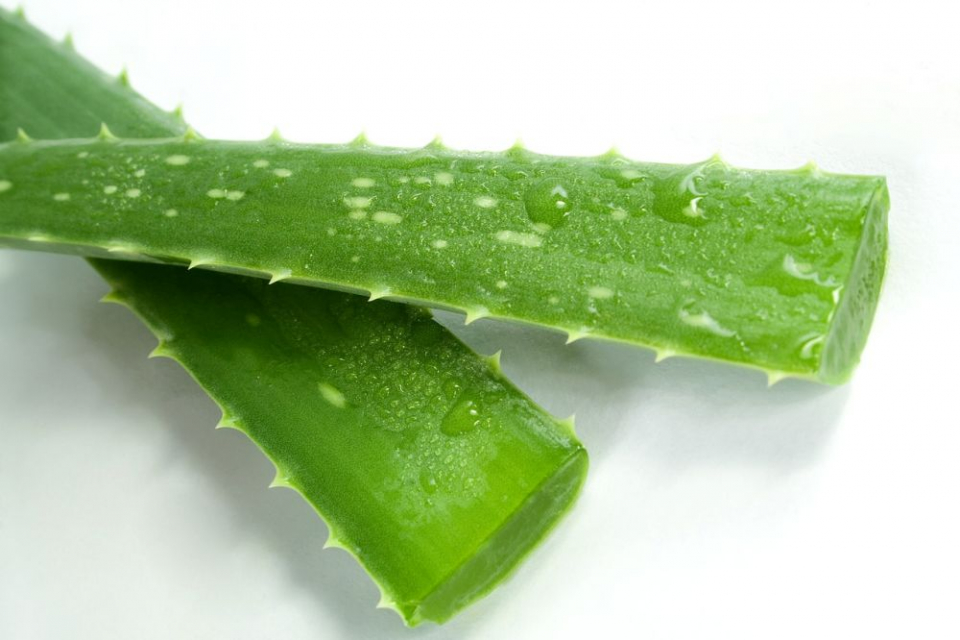 Aloe vera nu e așa bună pentru sănătate cum s-ar crede
