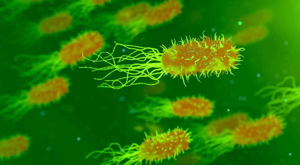 Escherichia coli e o bacterie periculoasă care are un soi de sistem de localizare pentru a găsi locurile unde se poate înmulți în organism
