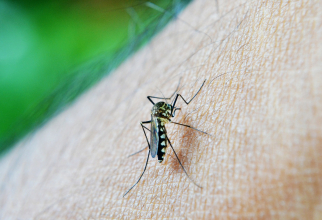 Țânțarii transmit virusul Dengue