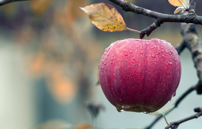 Gheorghe Mencinicopschi spune că mărul trebuie consumat în starea sa naturală, nu în fresh
