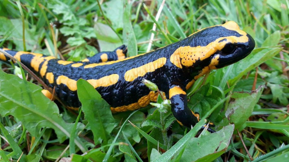 Salamandrele sunt capabile să-și repare membrele pierdute