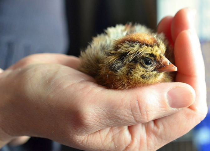 În România a fost confirmat un focar de gripă aviară la o fermă din Maramureș