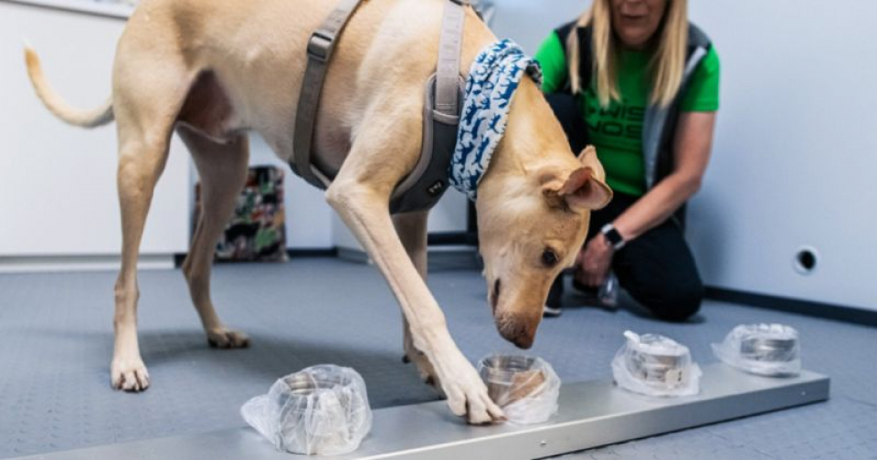 Kössi, câinele care identifică persoanele COVID-19 pozitive. Foto: Aeroportul Helsinki / Finavia.fi