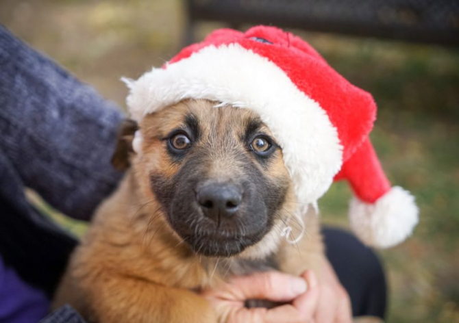 Câine cu căciuliță de Crăciun. Foto: Duffy Brook / Unsplash