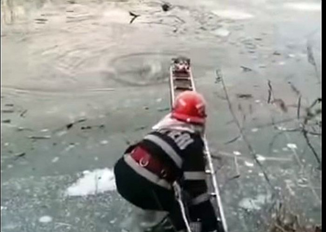 Câine salvat din apele înghețate ale râului Târnava Mare. Foto: MAI