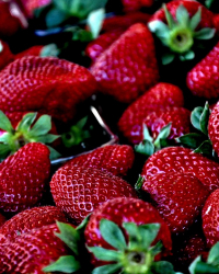 căpșuni de căpșuni ajuta u pierdeți în greutate)