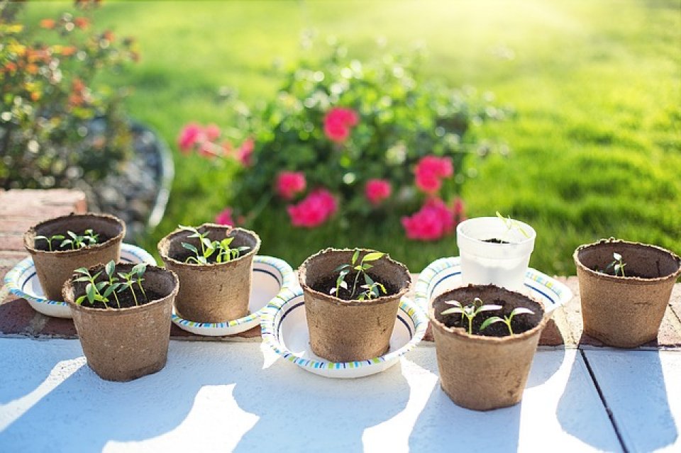 Răsaduri pentru grădină  FOTO: pixabay