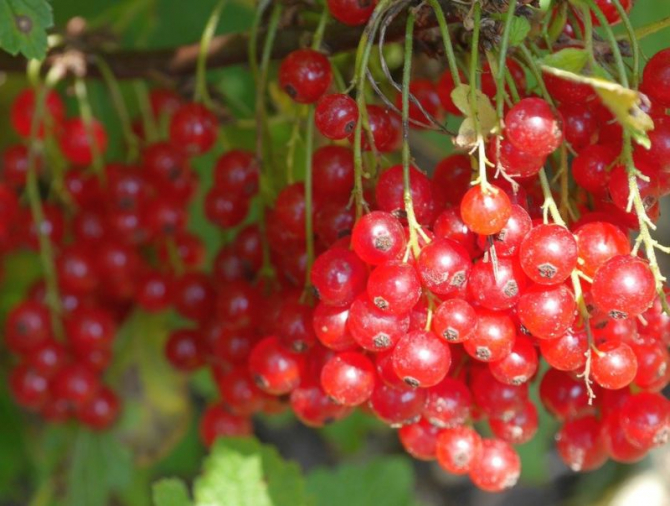 Merișoarele (afinele roșii) au numeroase beneficii pentru sănătate. Foto: Pixabay