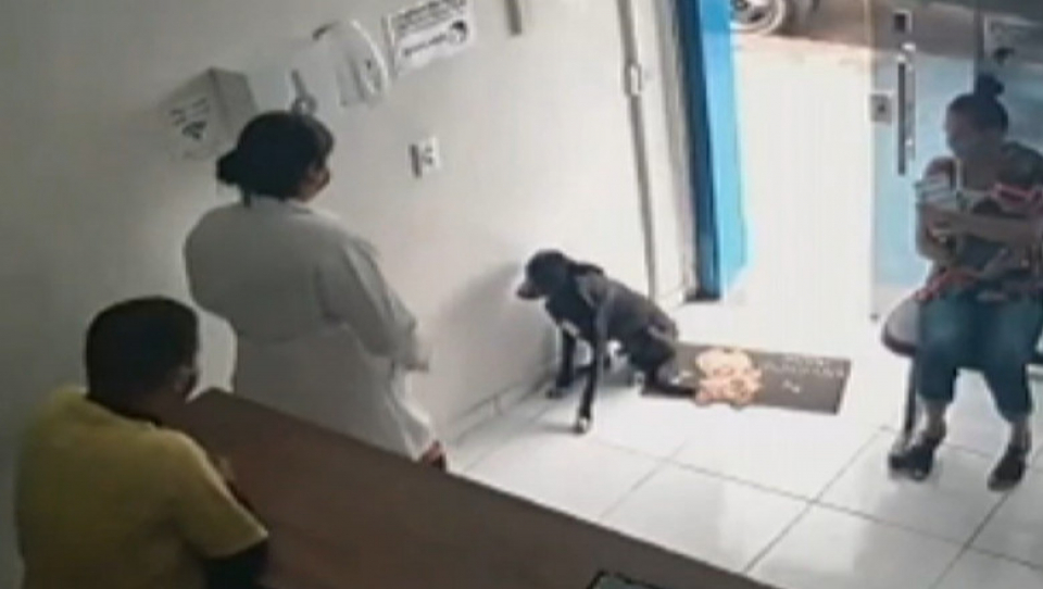 Câinele a intrat singur în cabinetul veterinar    Foto: captură video Digi 24