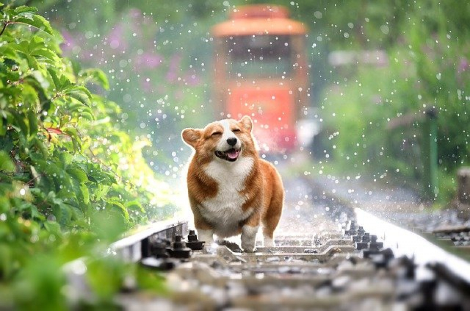 Câine în ploaie  FOTO: pixabay