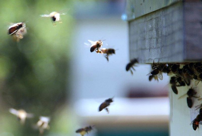 Înțepătura de albină poate fi fatală pentru cei alergici la veninul lor. Foto: Pixabay