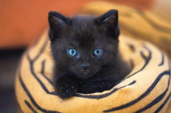Zodiacul ghinioniștilor: zodii care par că le taie zilnic pisica neagră calea. Foto: Pixabay