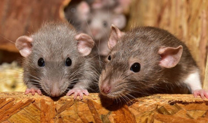Sunt mai multe boli extrem de periculoase care pot fi transmise de șobolani. Foto. Pixabay