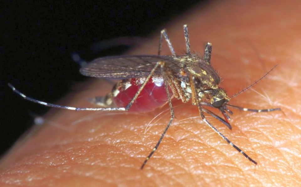 Mușcătura de țânțar      Foto: Pixabay