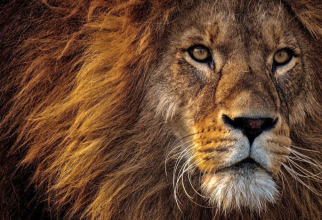 Leul se înțelege perfect cu 4 zodii. Foto: Pixabay