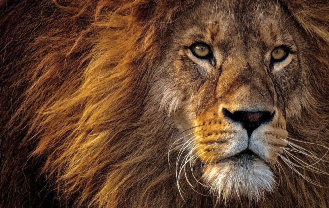 Leul se înțelege perfect cu 4 zodii. Foto: Pixabay