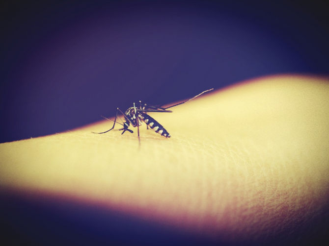 Înțepăturile de țânțari pot fi periculoase