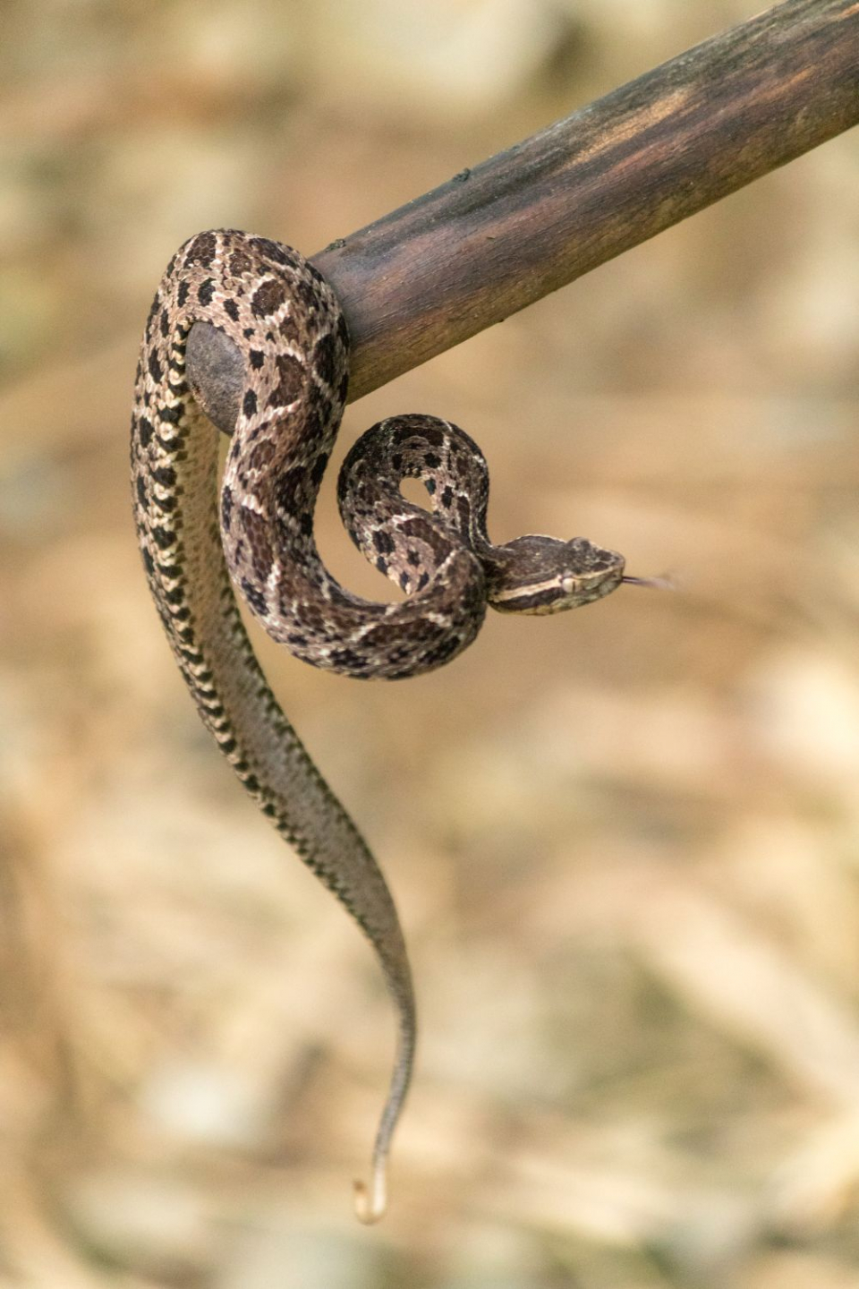 O substanță din veninul șarpelului Bothrops jararacussu, posibil leac pentru COVID-19.  Foto: Rodrigo Tetsuo Argenton / Wikipedia