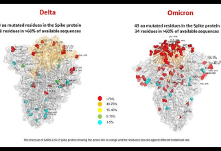 Diferența dintre varianta Delta și varianta Omicron a coronavirusului care produce COVID-19. Foto: www.agi.it 
