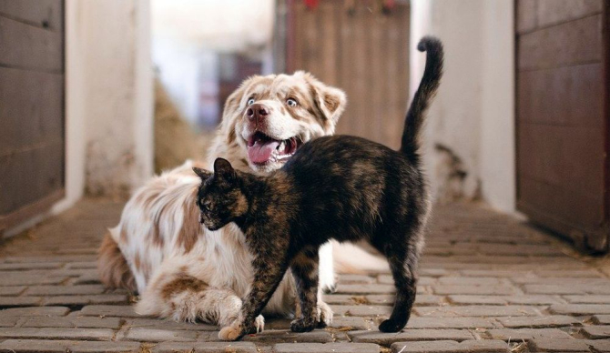Stăpânii pot transmite infecția animalelor de companie (câini și pisici). Foto: Pixabay