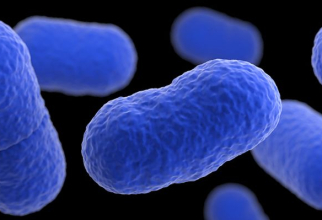 Listeria monocytogenes. FOTO: CDC