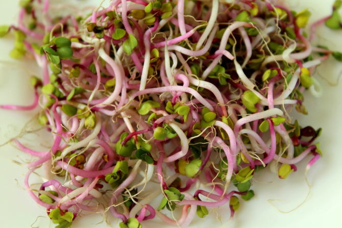 Germenii unor plante au efect benefic pentru sănătate     Foto: pinkvilla.com