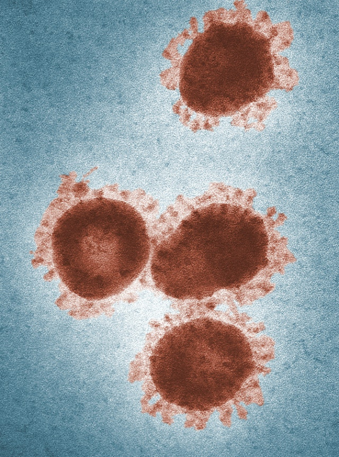 Coronavirus     Foto: CDC from pexels.com