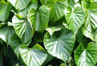 Tinospora cordifolia     Sursa foto: Wikipedia.org