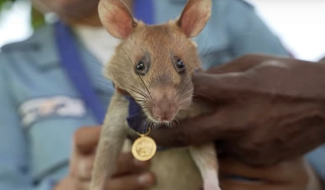 Magawa, șobolanul-erou care a fost medaliat de PSDA. Foto: PSDA
