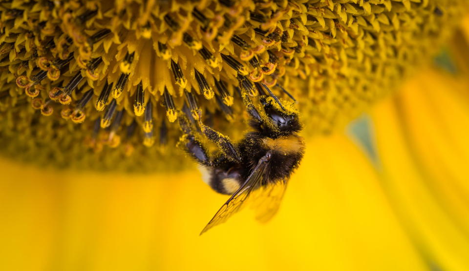 Polenul de albine efecte, Foto Pexels @ Anton Atanasov
