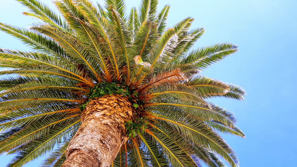 Uleiul de palmier - Foto: Unsplash @Mathilde Ro