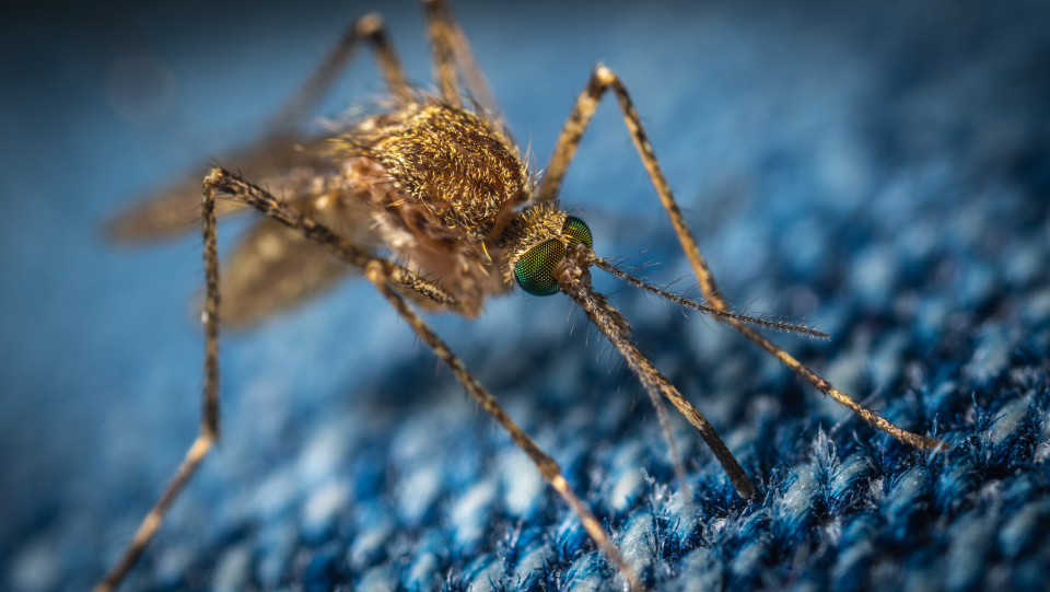 Virusul Zika Foto: Pexels @Egor Kamelev