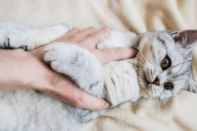 boala zgarieturii de pisica  - FOTO: Freepick